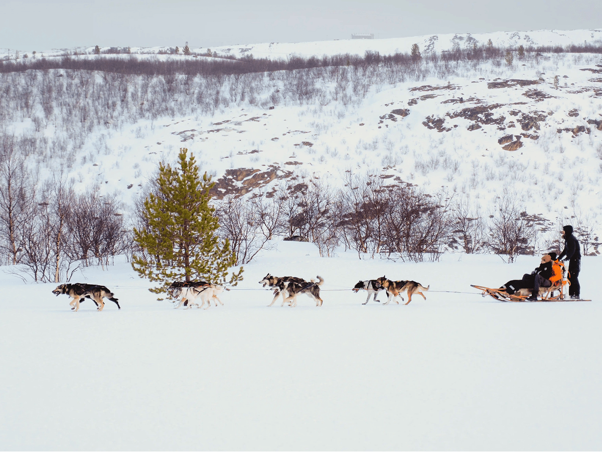 Husky Safari