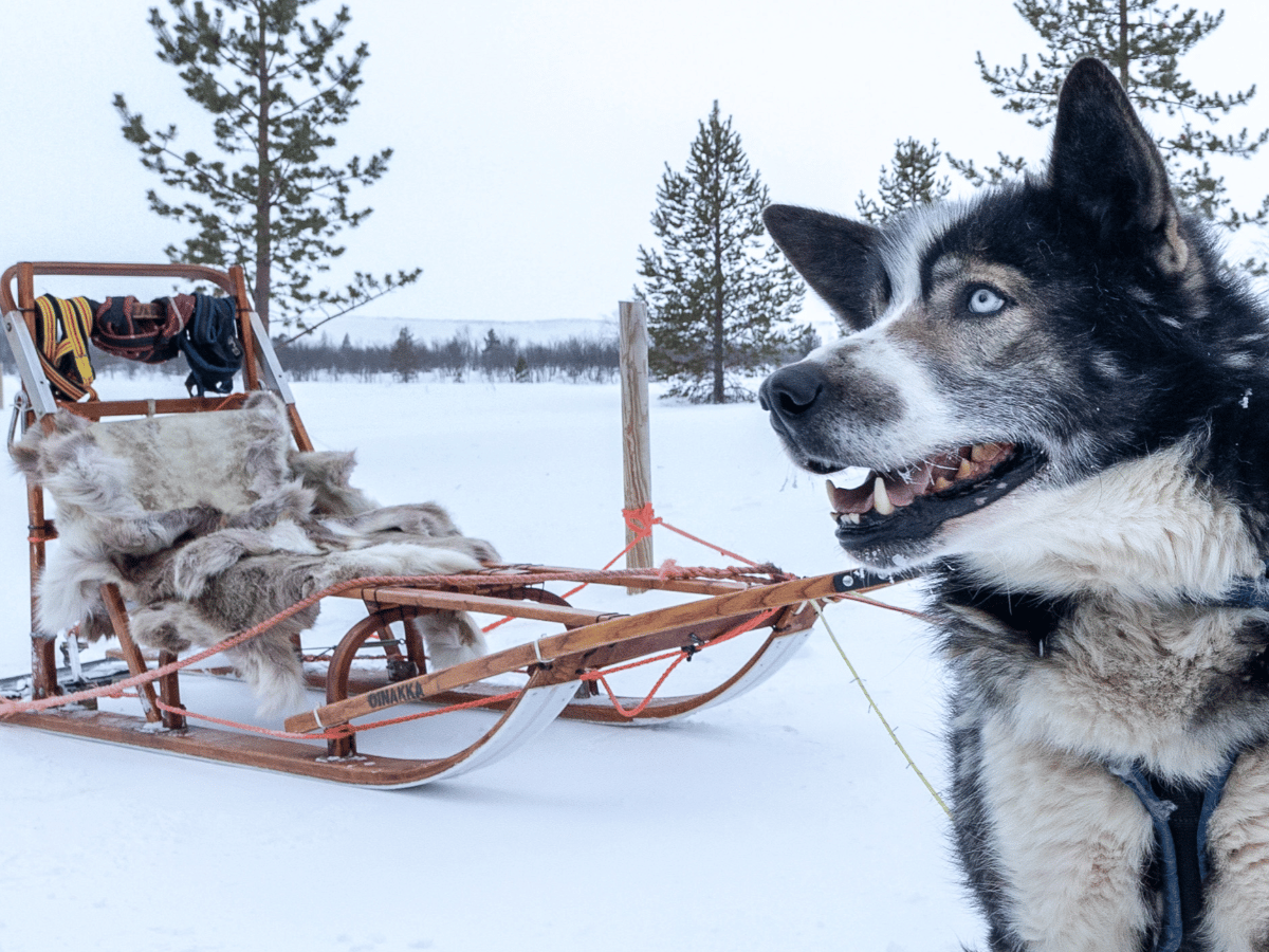 Husky Taxi