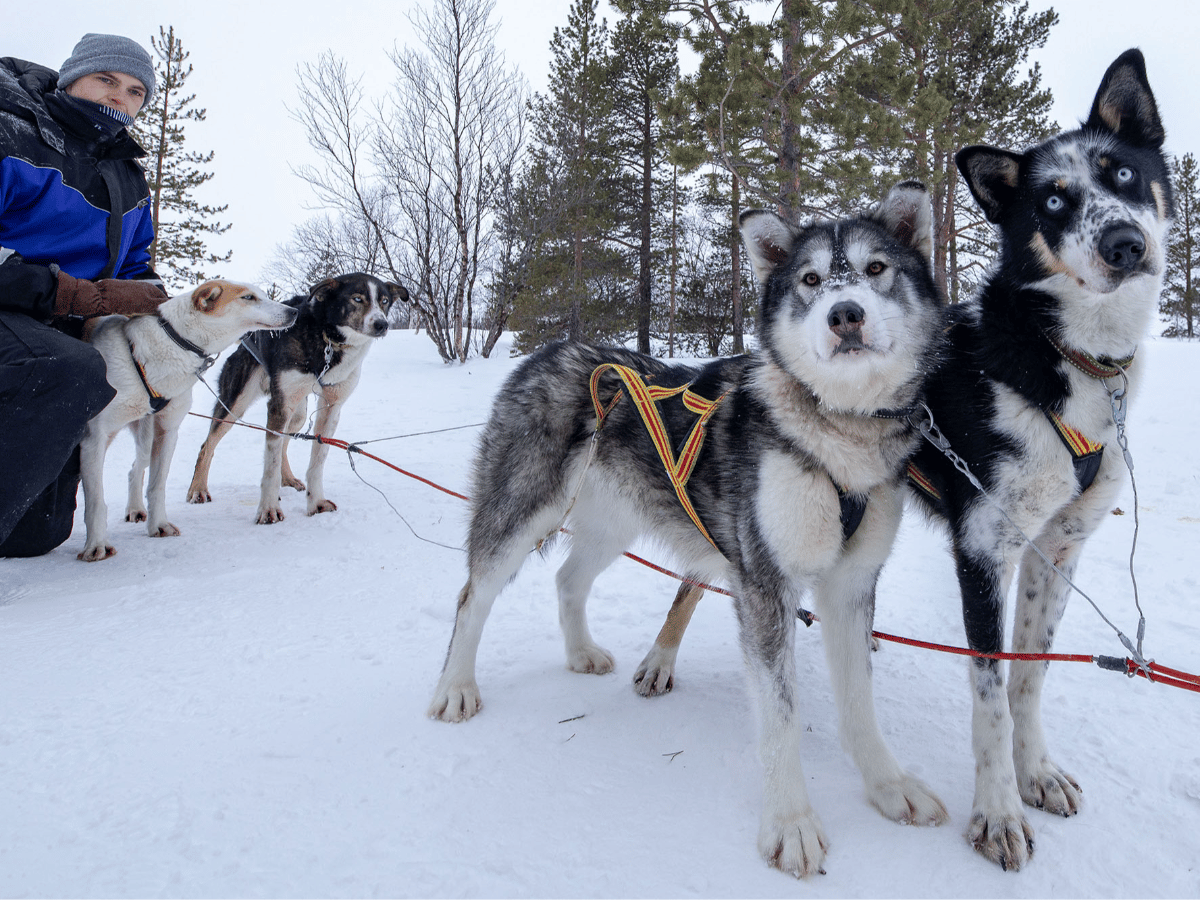 Huskyopplevelse photo 4