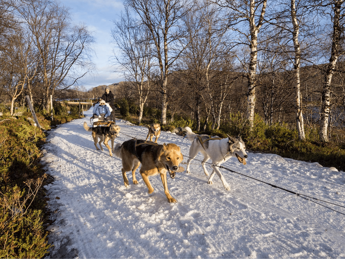 Husky Early Bird photo 2