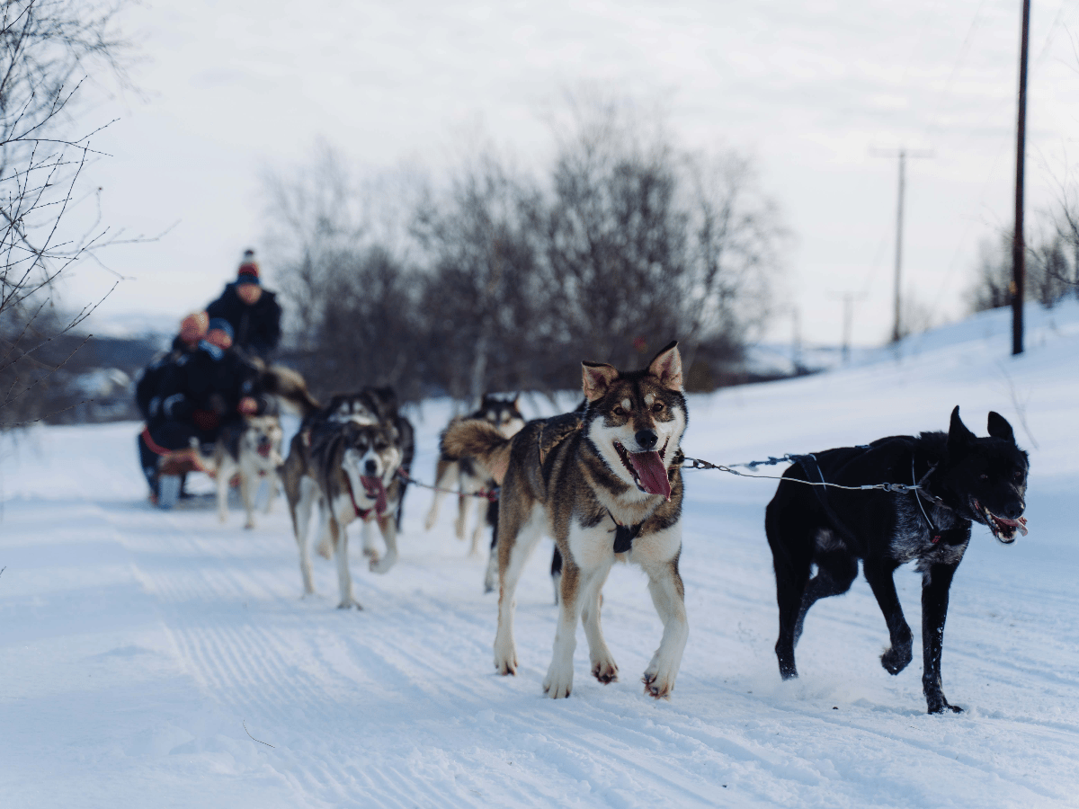 Huskyopplevelse photo 2