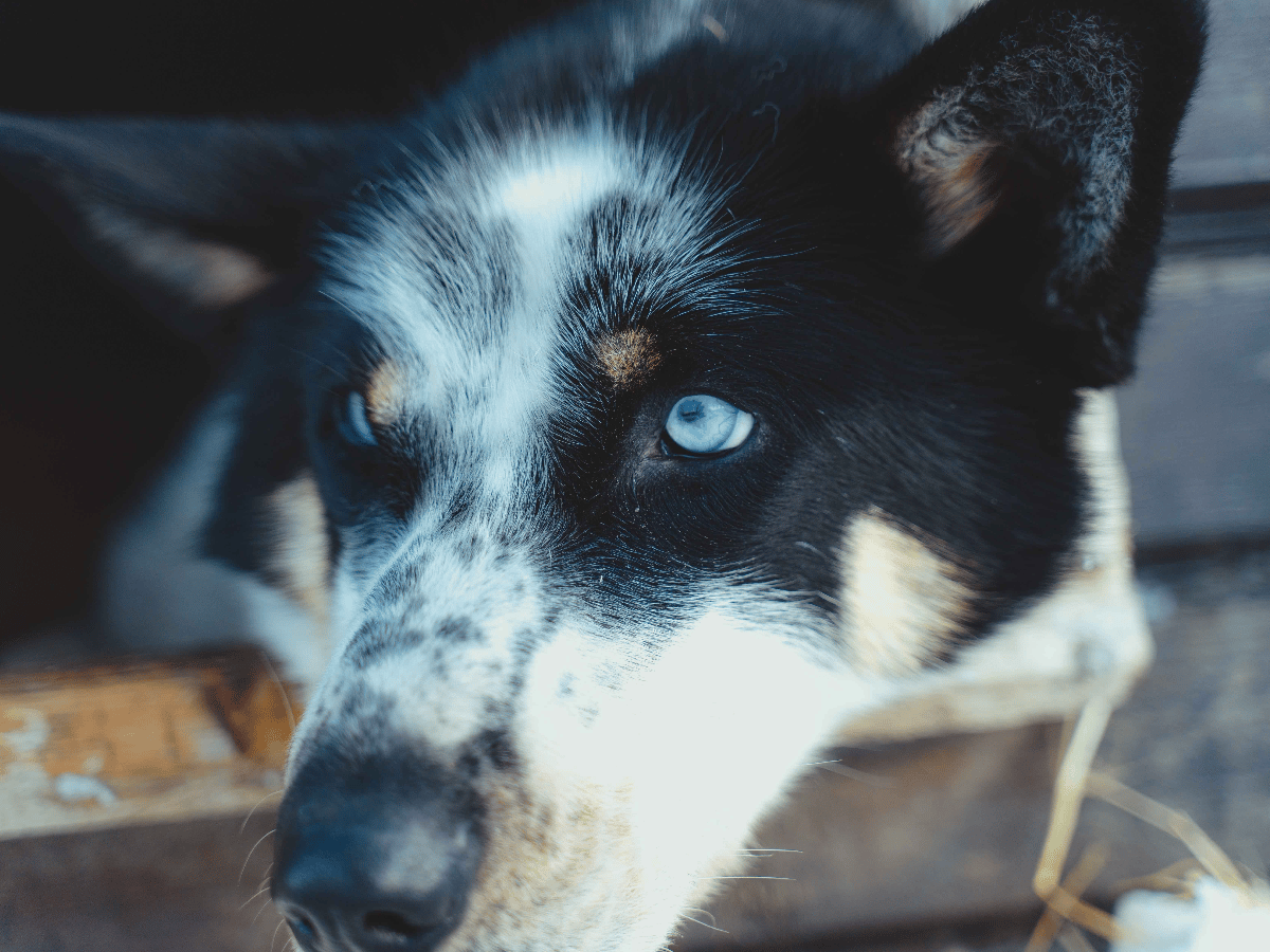 Husky Early Bird photo 5
