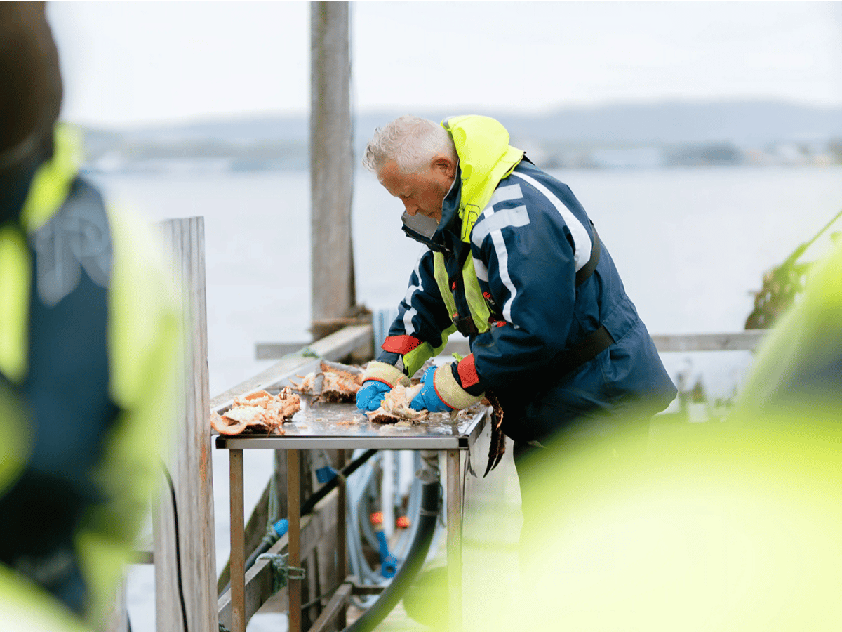 King Crab Safari Summer photo 4